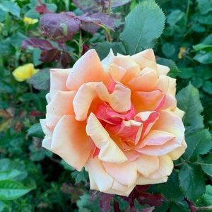 Meet your Posher, Julia